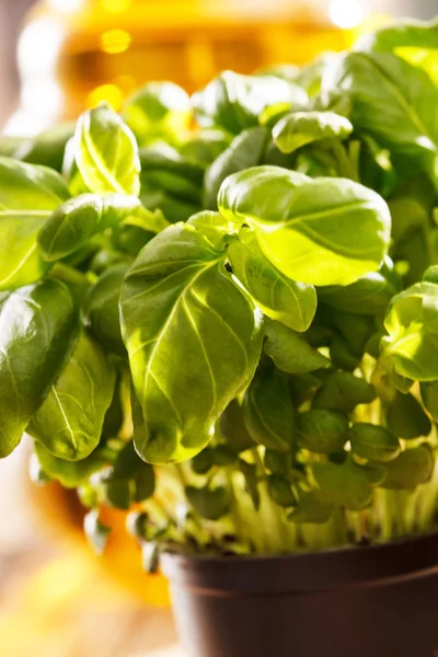 Basil in the pot — Stock Photo, Image