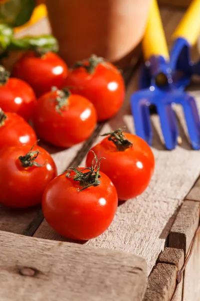 Tomates cerises fraîches — Photo