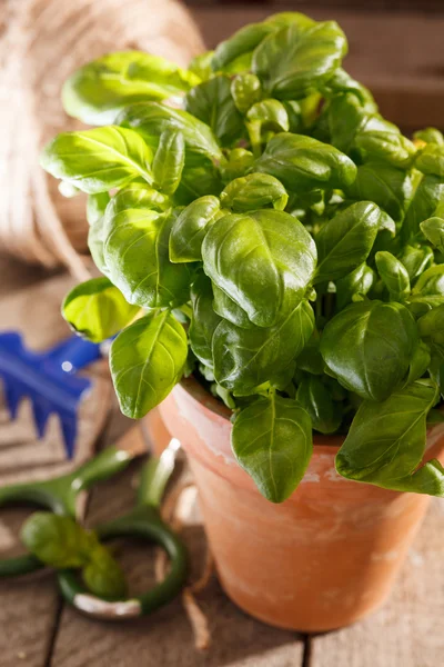 Albahaca en la olla — Foto de Stock