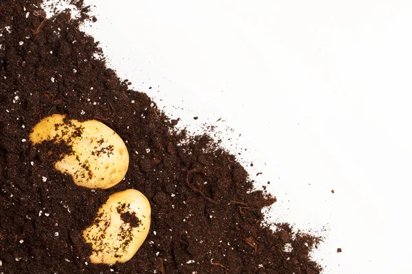 Potatoes on the soil — Stock Photo, Image