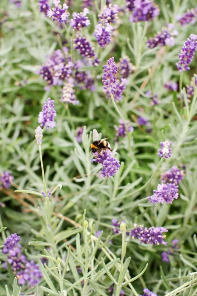 Flores de lavanda — Fotografia de Stock