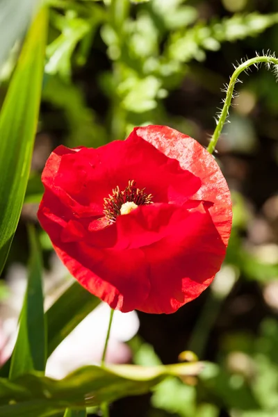 Papaverbloem — Stockfoto