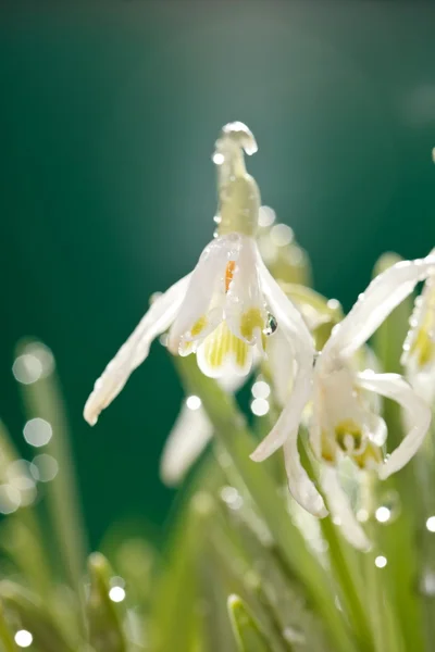 スノー ドロップの花 — ストック写真