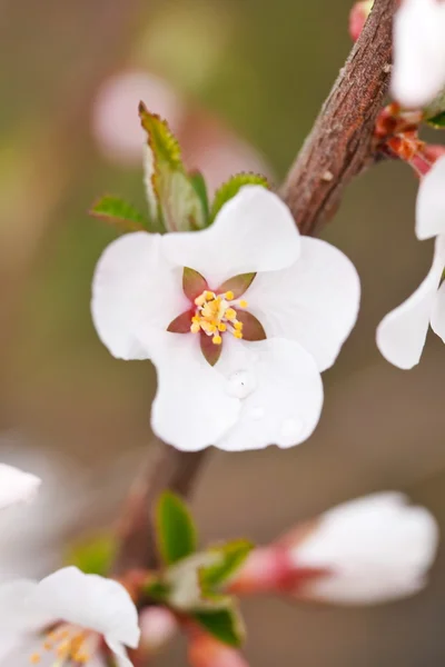 Branche de cerisier en fleurs — Photo