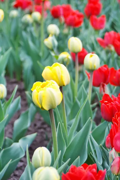 Lindas tulipas — Fotografia de Stock