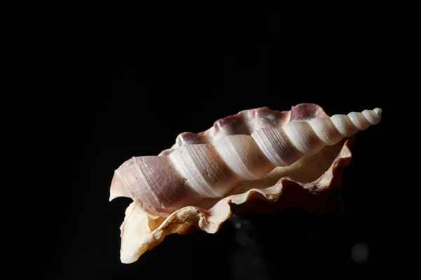 Sea shell geïsoleerd op zwart — Stockfoto