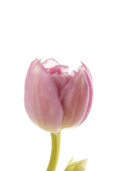 Pěkný Tulipán — Stock fotografie