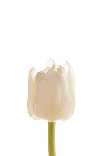 Nice tulip — Stock Photo, Image