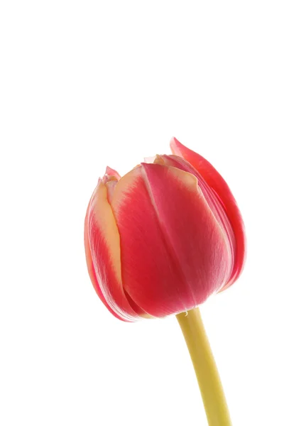 Bonita tulipa — Fotografia de Stock