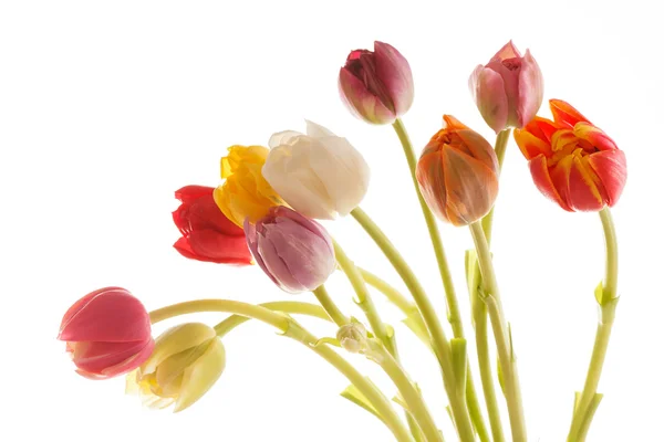 Ładny tulipan — Zdjęcie stockowe