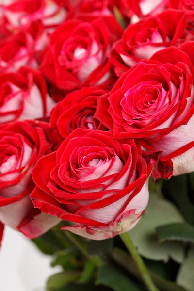 Red roses — Stock Photo, Image