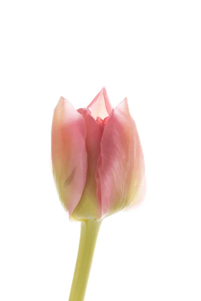 Schöne Tulpe — Stockfoto