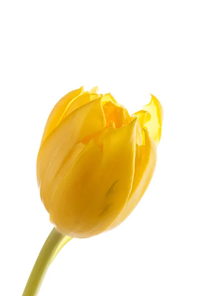 Pěkný Tulipán — Stock fotografie