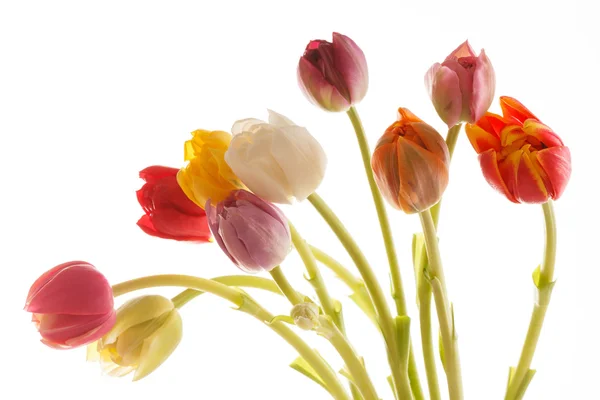 Schöne Tulpe — Stockfoto