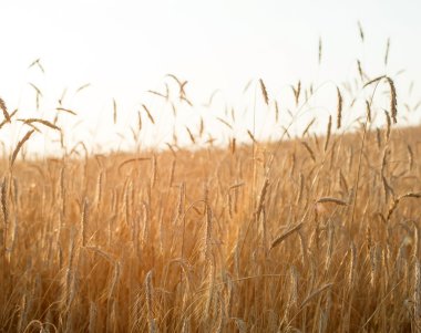 Mısır gevreği bitki