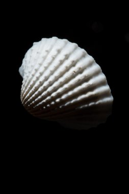 Deniz kabuğu siyah izole