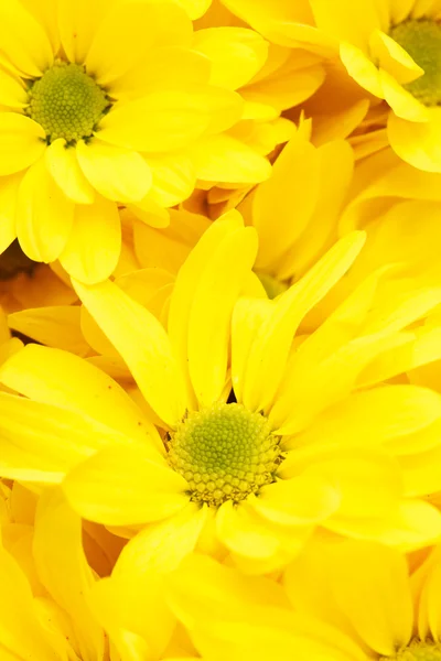 Krysantemum som bakgrund — Stockfoto