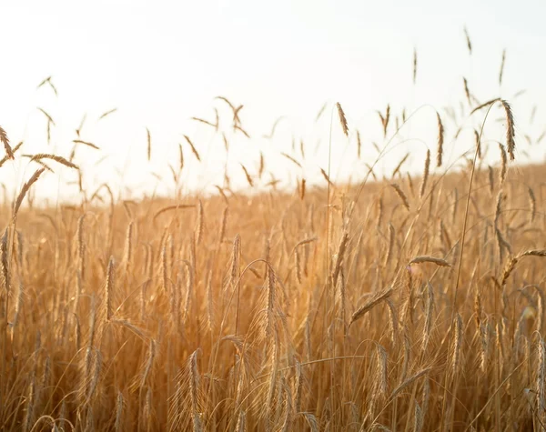 Mısır gevreği bitki