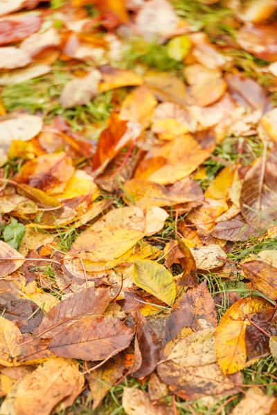 Hojas de otoño en el suelo para el fondo — Foto de Stock