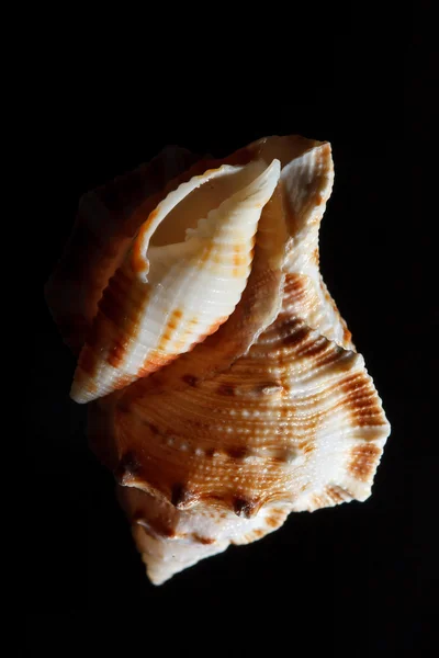 Sea shell geïsoleerd op zwart — Stockfoto