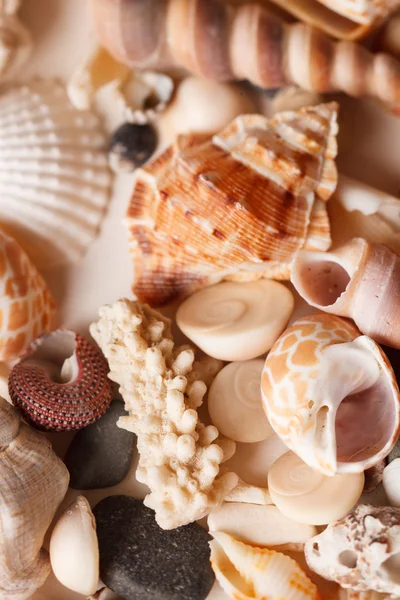 Conchas do mar fundo — Fotografia de Stock