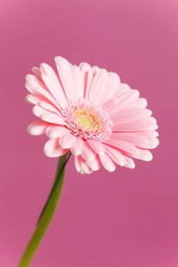 Güzel gerbera