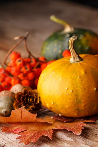 Geerntete Kürbisse mit Herbstblättern — Stockfoto