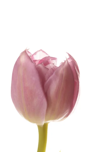 Bonita tulipa — Fotografia de Stock