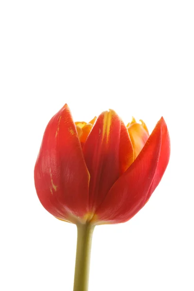 Bel tulipano — Foto Stock