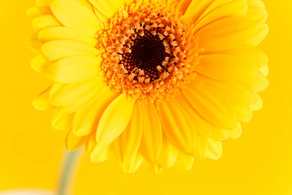 Trevlig gerbera — Stockfoto