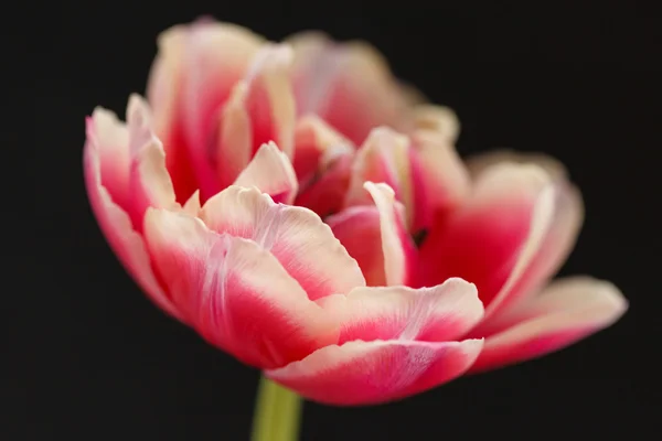 Bonito tulipán — Foto de Stock