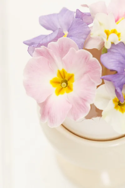 Flores de primavera — Fotografia de Stock