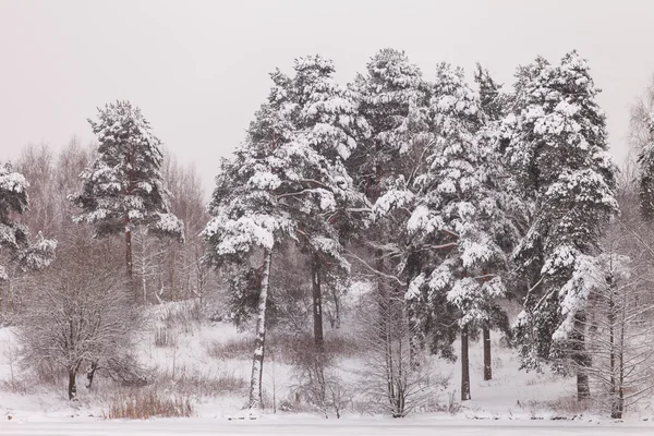 Fina vinter — Stockfoto