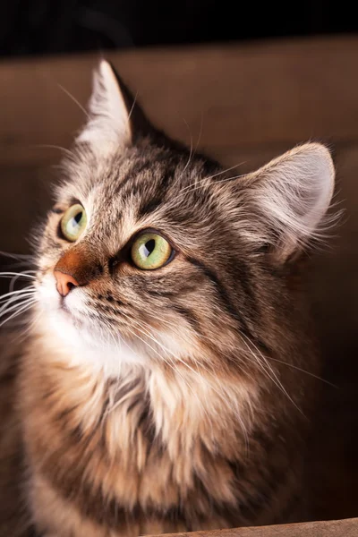 Gato bonito — Fotografia de Stock