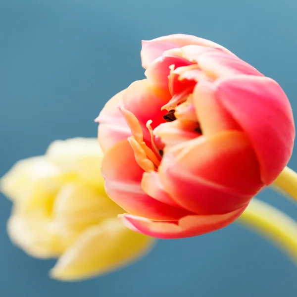 Hermosos tulipanes —  Fotos de Stock