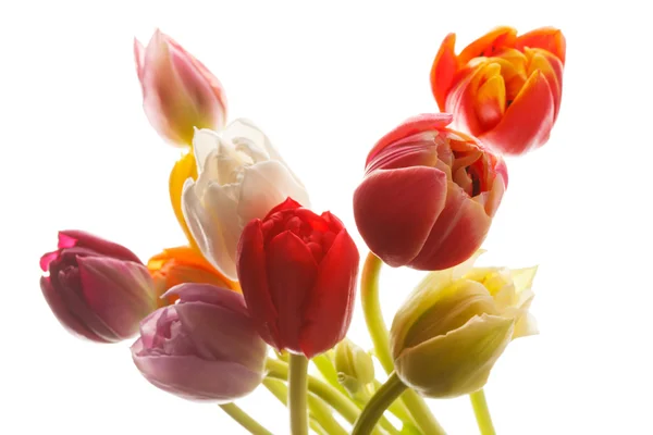 Schöne Tulpe — Stockfoto