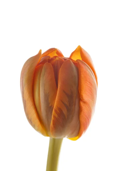 Schöne Tulpe — Stockfoto