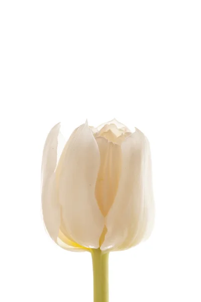 Bonito tulipán — Foto de Stock