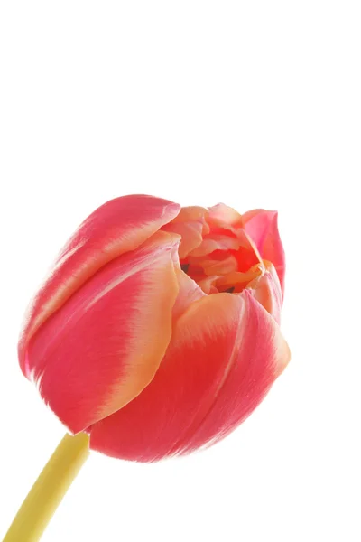 Mooi tulip — Stockfoto