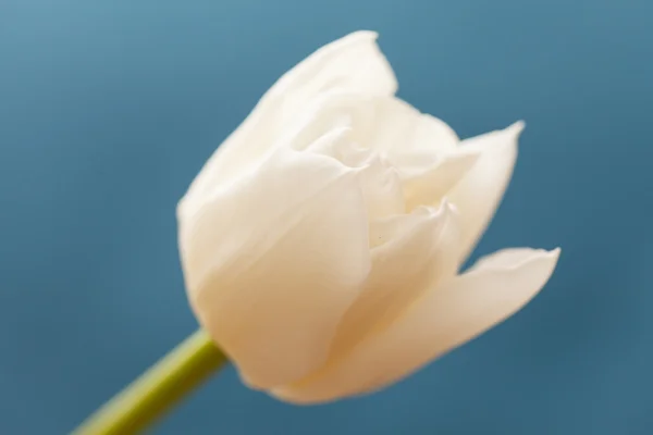 Schöne Tulpe — Stockfoto