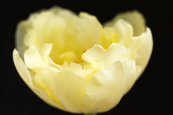 Mooi tulip — Stockfoto