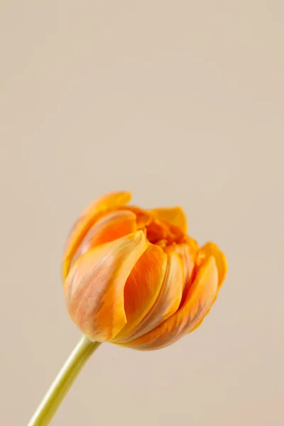 Schöne Tulpe — Stockfoto