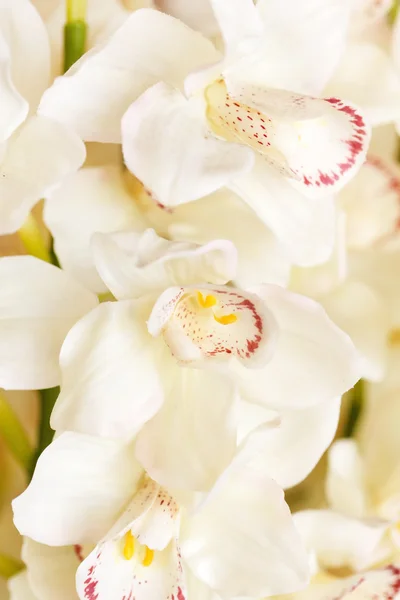 Bílá orchidej — Stock fotografie