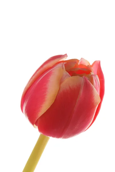 Mooi tulip — Stockfoto