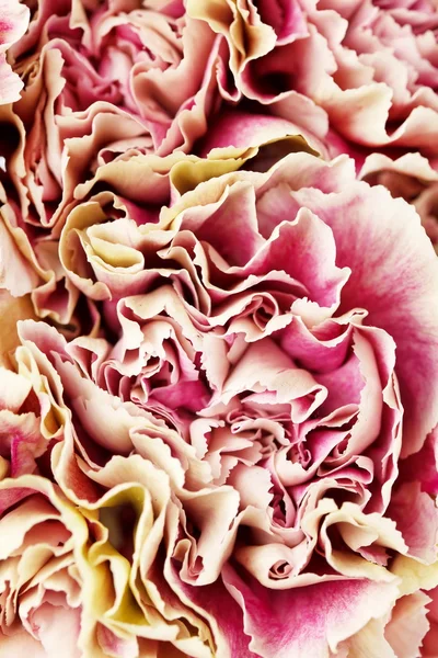 Mooie carnation bloemen — Stockfoto