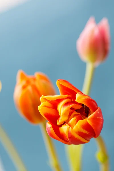 Vackra tulpaner — Stockfoto