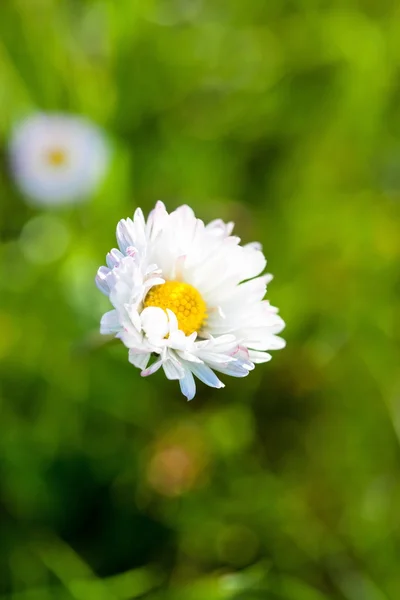 野生菊花 — 图库照片