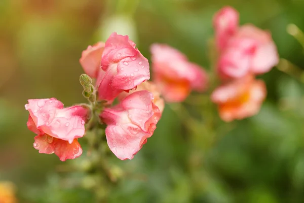 Snapdragon flowers — Stock Photo, Image