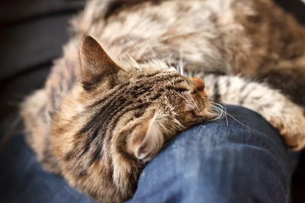 Hombre sentado en sillón celebración y acariciar gato mascota —  Fotos de Stock