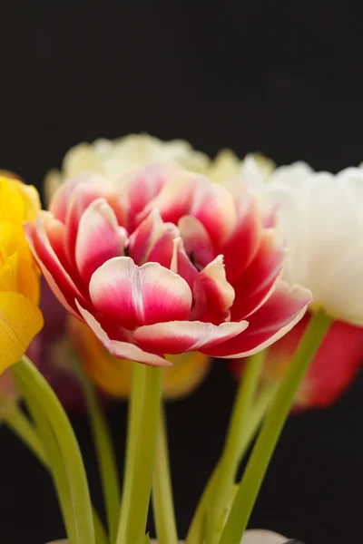 Nice tulips — Stock Photo, Image